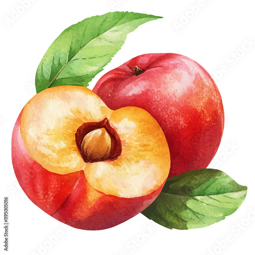 A watercolor vector of Nectarine, isolated on a white background. Nectarine vector.
