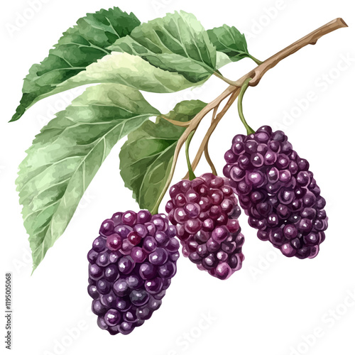 A watercolor drawing of Mulberry, isolated on a white background. Mulberry vector.
