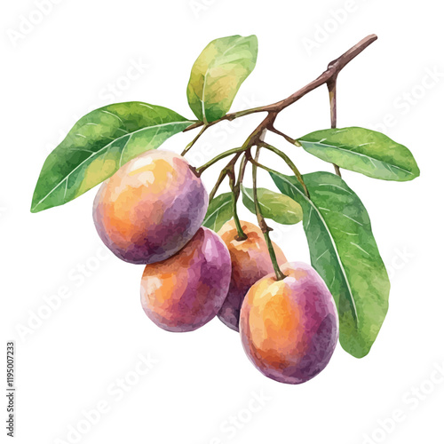 A watercolor painting of Kakadu Plum, isolated on a white background. Kakadu Plum vector.

