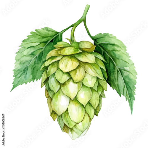 A watercolor clipart of Hops Fruit, isolated on a white background. Hops Fruit vector.
