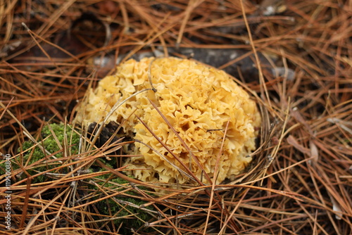 mushroom in the forest