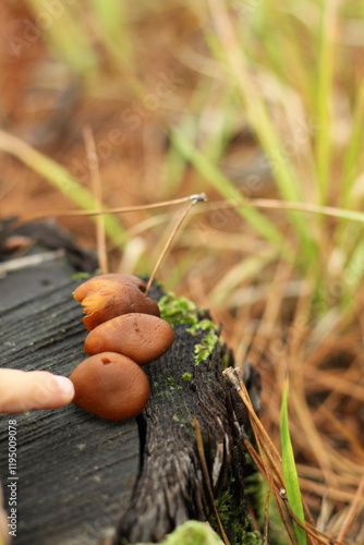 Mushroom on the ground