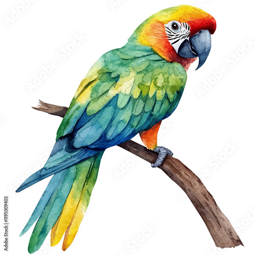 A watercolor painting of Guarana, isolated on a white background. Guarana vector.
