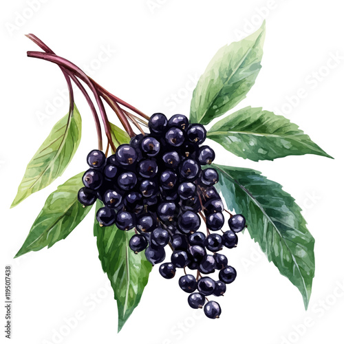 A watercolor of Elderberry, isolated on a white background. Elderberry vector.
