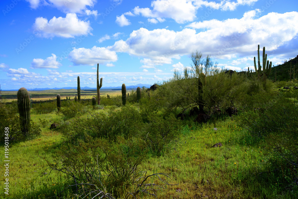 Sonora Desert Arizona Picacho Peak State Park Sonora Desert Arizona Picacho Peak State Park