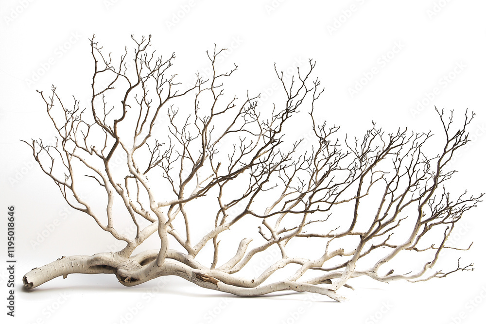 Obraz premium tree isolated