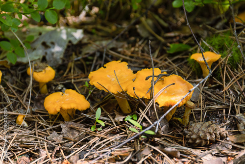 Cantharellus cibarius var.pallidus or Chanterelle in natural habitat, among green moss and grass, next to blueberry twig with red, autumn leaves. close up photo