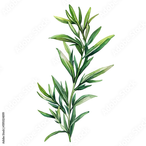 A watercolor vector of tarragon, isolated on a white background. Tarragon vector.
