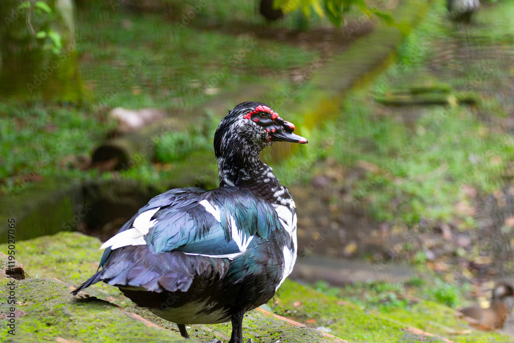 Fototapeta premium Close-up of a Muscovy duck (Cairina moschata) with iridescent feathers and striking red facial caruncles, photographed in a natural setting. Perfect for wildlife or ornamental bird projects.