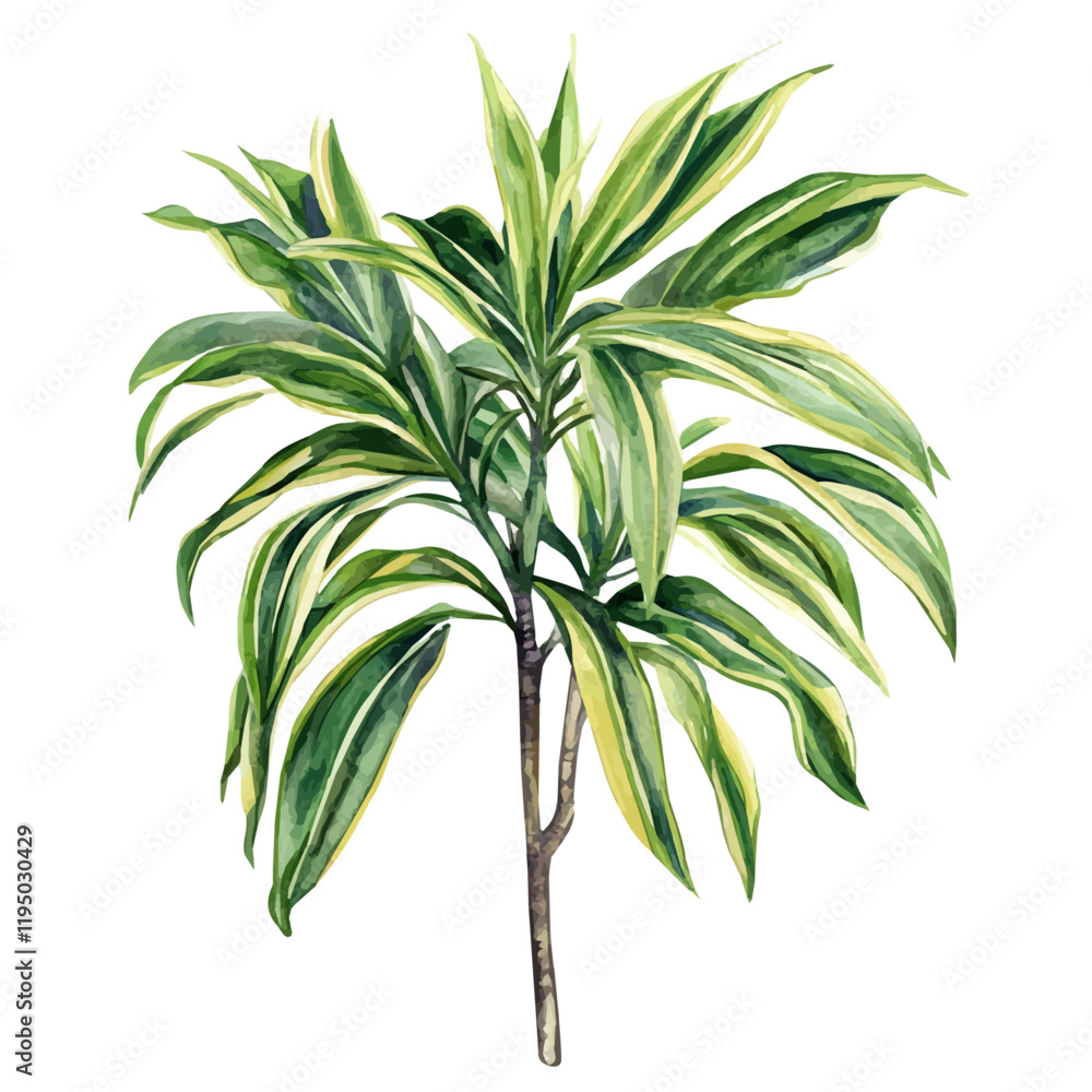 A watercolor of a Song of India Dracaena, isolated on a white background. Song of India Dracaena vector.
A watercolor of a Song of India Dracaena, isolated on a white background. Song of India Dracaena vector.
