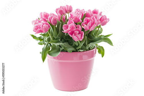 Wallpaper Mural pink hyacinth in a pot isolated Torontodigital.ca