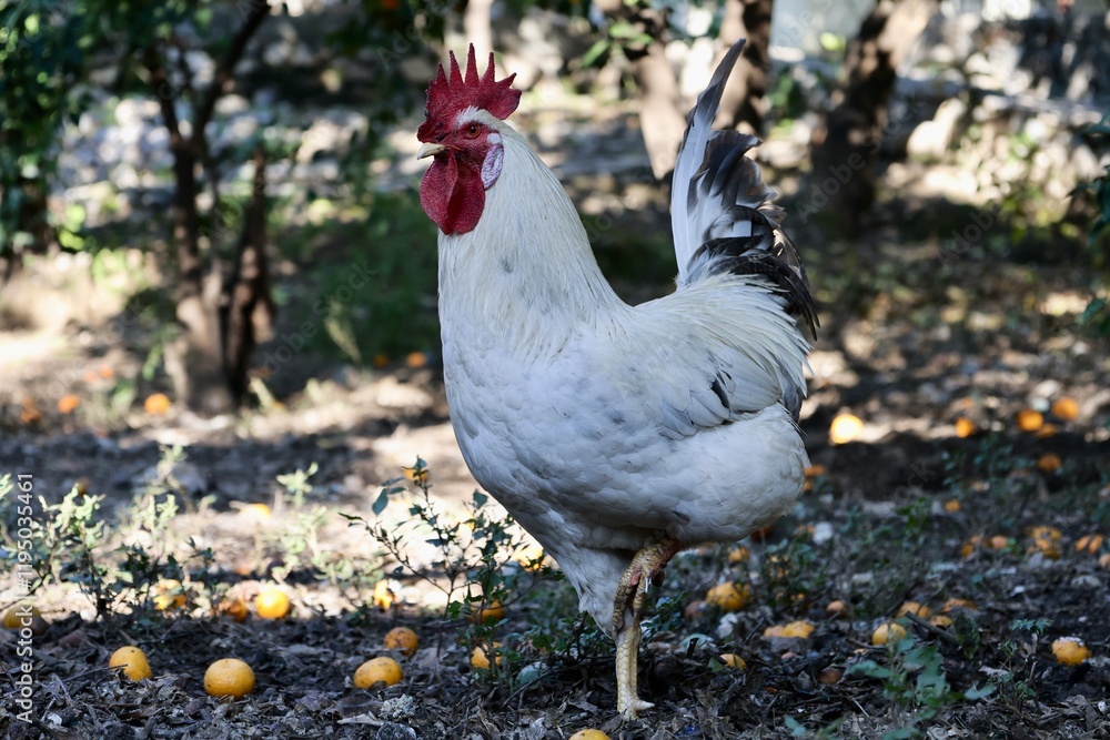 Fototapeta premium Rooster orange ground. High quality photo