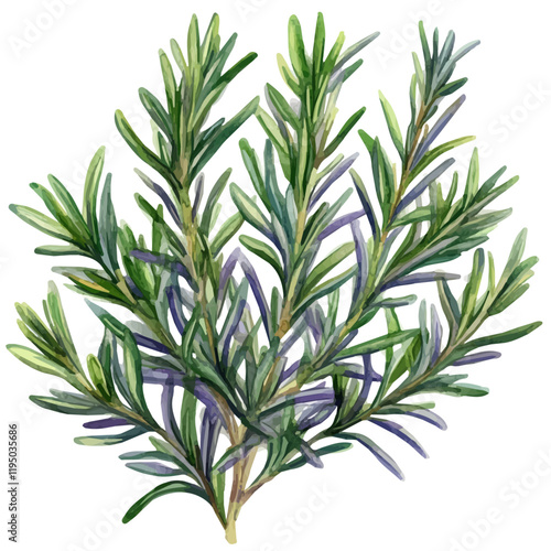 A watercolor of a rosemary, isolated on a white background. Rosemary vector.
