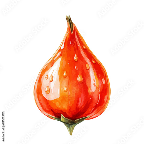 A watercolor of Rosehip, isolated on a white background. Rosehip vector.

