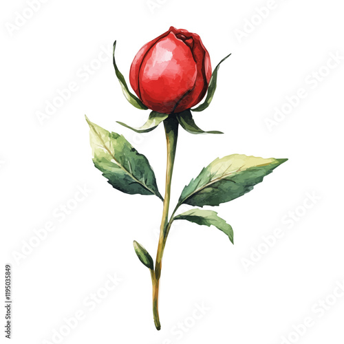 A watercolor of Rosehip, isolated on a white background. Rosehip vector.
