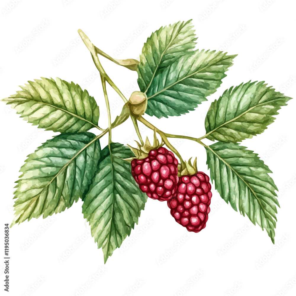A watercolor illustration of a Raspberry Leaf, isolated on a white background. Raspberry Leaf vector.
A watercolor illustration of a Raspberry Leaf, isolated on a white background. Raspberry Leaf vector.