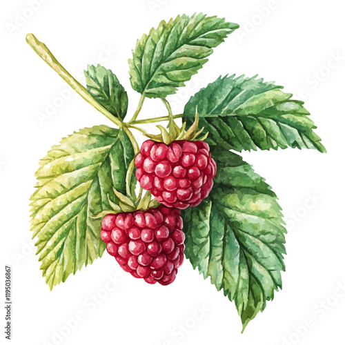 A watercolor illustration of a Raspberry Leaf, isolated on a white background. Raspberry Leaf vector.
