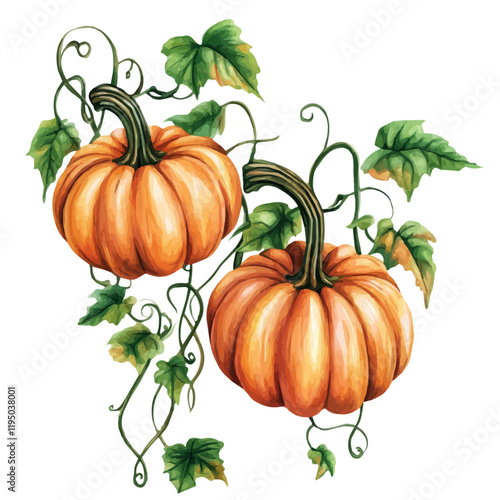 A watercolor of a Pumpkin Vine, isolated on a white background. Pumpkin Vine vector.
