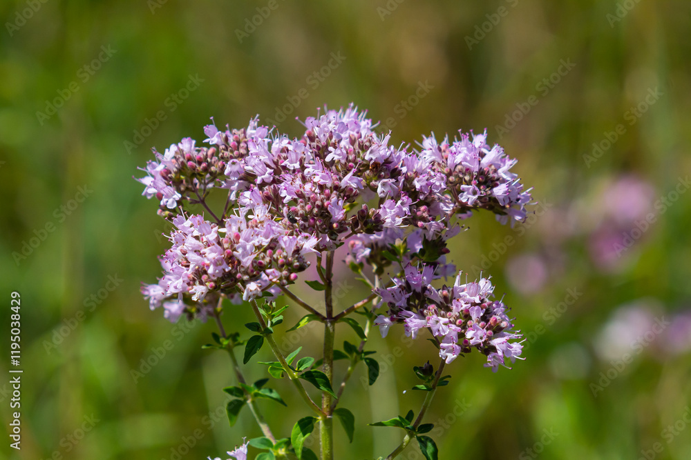Oregano is a honey and medicinal plant. Oregano Origanum vulgare kind of perennial herbaceous plants Oregano is a honey and medicinal plant. Oregano Origanum vulgare kind of perennial herbaceous plants