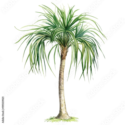 A watercolor clipart of a Ponytail Palm, isolated on a white background. Ponytail Palm vector.
