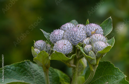 Arctium tomentosum, commonly known as the woolly burdock is a species of burdock belonging to the family Asteraceae photo