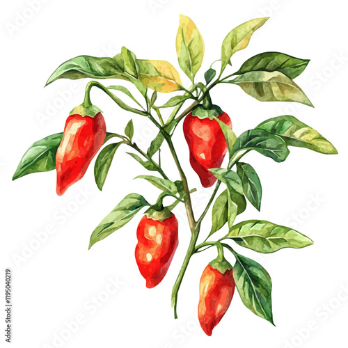 A watercolor painting of a Pepper Plant, isolated on a white background. Pepper Plant vector.
