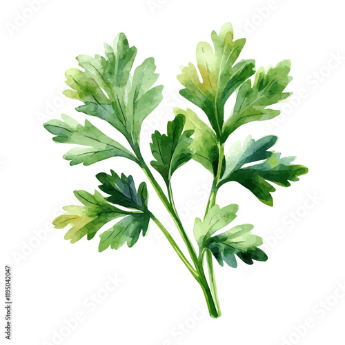 A watercolor drawing of a Parsley Leaf, isolated on a white background. Parsley Leaf vector.
