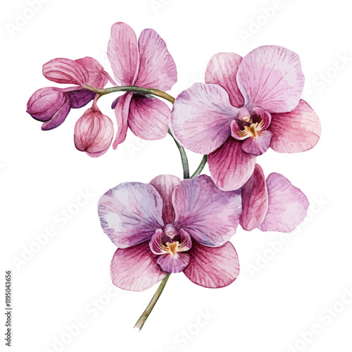 A watercolor of an Orchid, isolated on a white background. Orchid vector.
