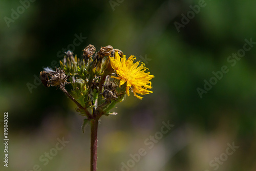 Hieracium laevigatum or smooth hawkweed. Hieracium, known by the common name hawkweed and classically as hierakion. Floral desktop background. Hieracium caespitosum, commonly known as meadow hawkweed photo