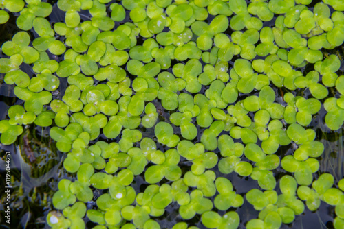 Fotografie Least duckweed plants, Lemna minuta, on a water surface