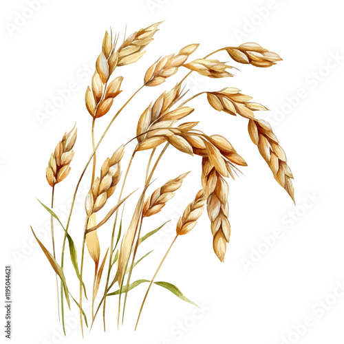 A watercolor drawing of Oats, isolated on a white background. Oats vector.
