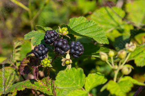 Close-up shot of the European dewberry Rubus caesius growing in the forest with maturing, ripe fruits in bright sunlight photo