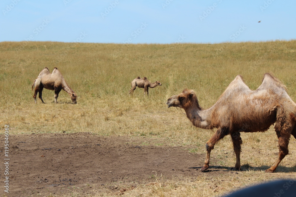 Two hump Mongolian camels, Asian Camels, Two hump Camels Two hump Mongolian camels, Asian Camels, Two hump Camels