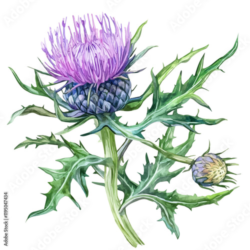 A watercolor painting of Milk Thistle high quality, isolated on a white background. Milk Thistle vector.
