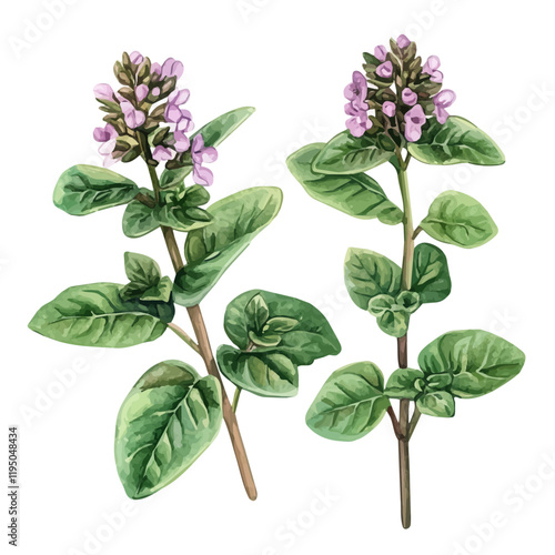 A watercolor illustration of Marjoram, isolated on a white background. Marjoram vector.
