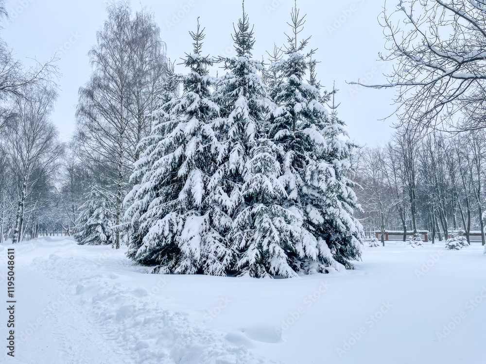 Snow-covered pine trees in a serene winter landscape evoke the spirit of Christmas and holiday tranquility Snow-covered pine trees in a serene winter landscape evoke the spirit of Christmas and holiday tranquility