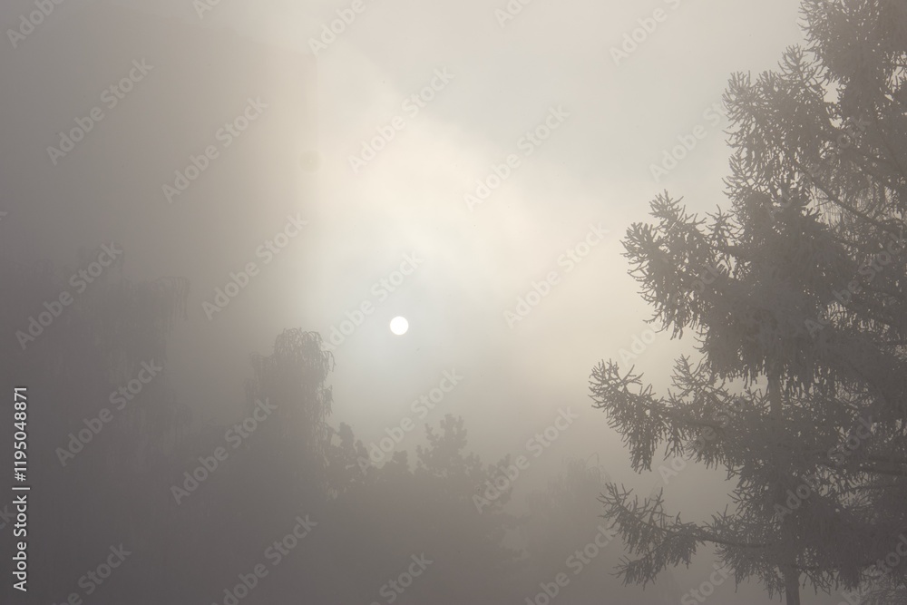 The moon in the winter park in the fog and falling frost The moon in the winter park in the fog and falling frost