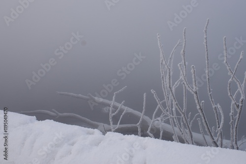 Trees in the fog in the park on the embarkment where two rivers Irtish an Ulba merge in Kazakhstan photo