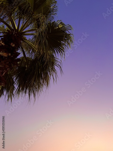 Pam Tree Peeking Through a Vibrant Purple Sunset photo