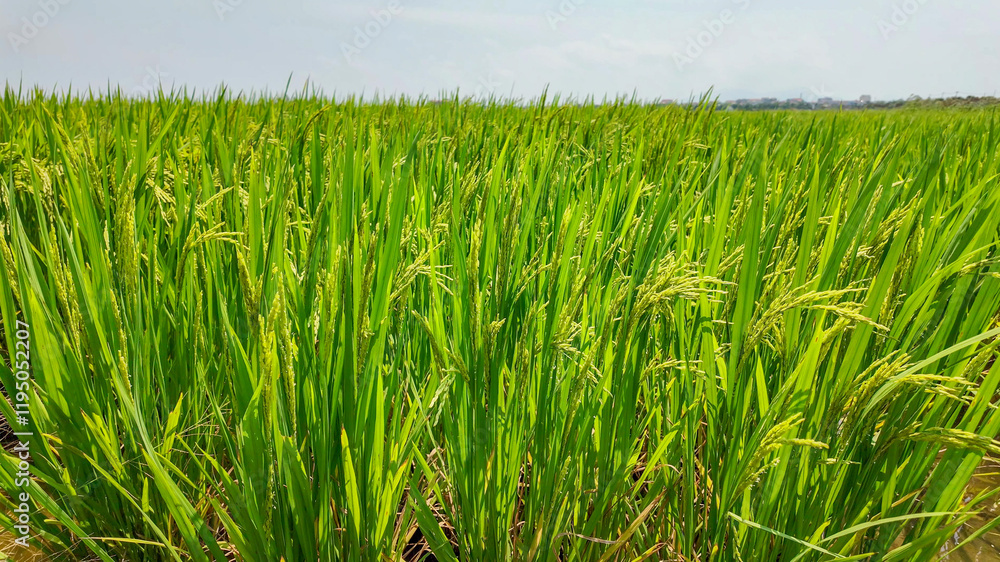 A lush green rice field under a clear sky symbolizes agricultural abundance and prosperity, perfect for Harvest Festival themes A lush green rice field under a clear sky symbolizes agricultural abundance and prosperity, perfect for Harvest Festival themes