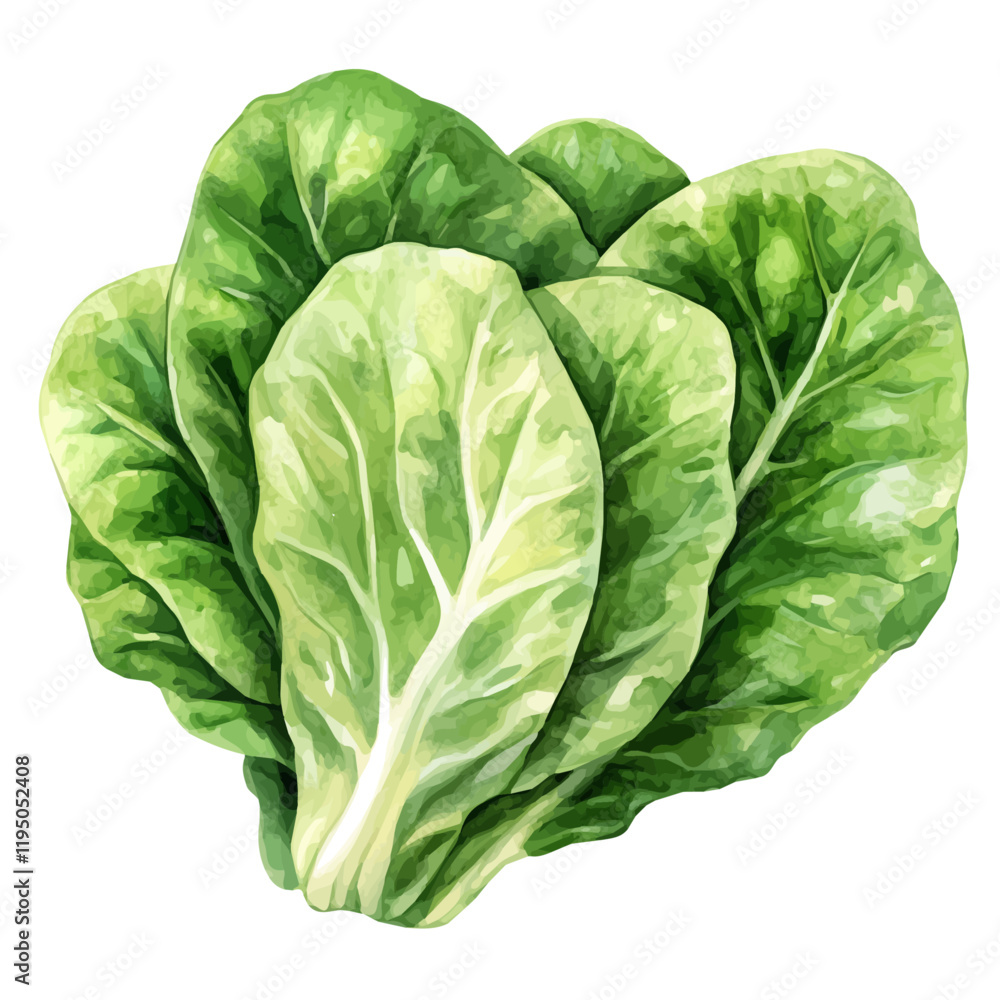 A watercolor clipart of Lettuce, isolated on a white background. Lettuce vector.
A watercolor clipart of Lettuce, isolated on a white background. Lettuce vector.