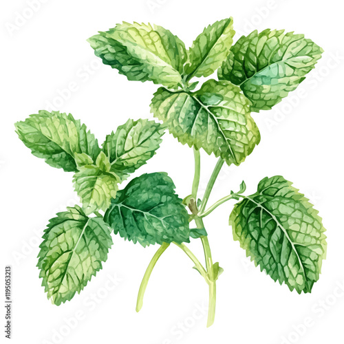 A watercolor of Lemon Balm, isolated on a white background. Lemon Balm vector.
