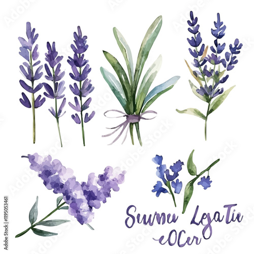 A watercolor of Lavender, isolated on a white background. Lavender vector.
