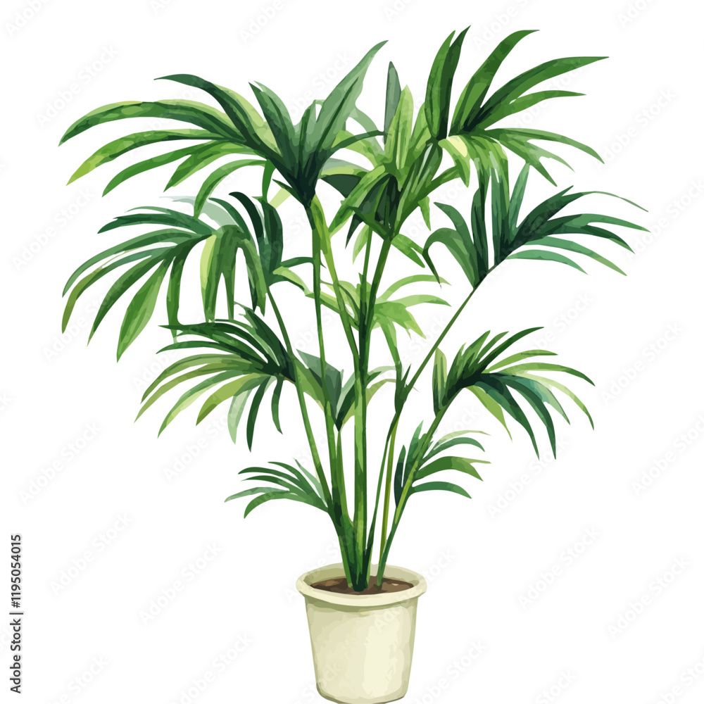 A watercolor of Kentia Palm, isolated on a white background. Kentia Palm vector.
A watercolor of Kentia Palm, isolated on a white background. Kentia Palm vector.