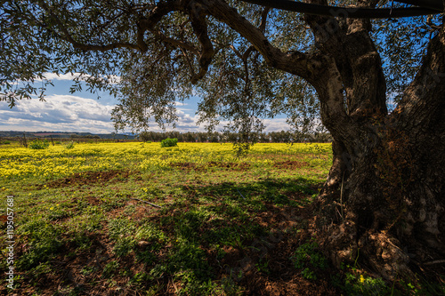 val d'agri, basilicata: spring countryside landscape photo