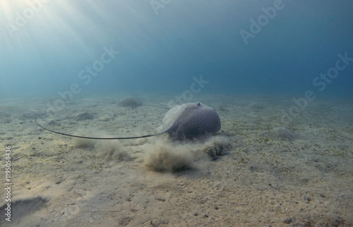 Stingray in the blue sea. Underwater landscape with honeycomb stingray. photo