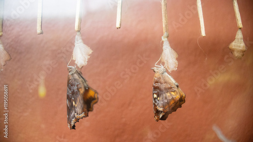Photos This butterfly is native to Subsaharan Africa, from the Precis Archesia family a