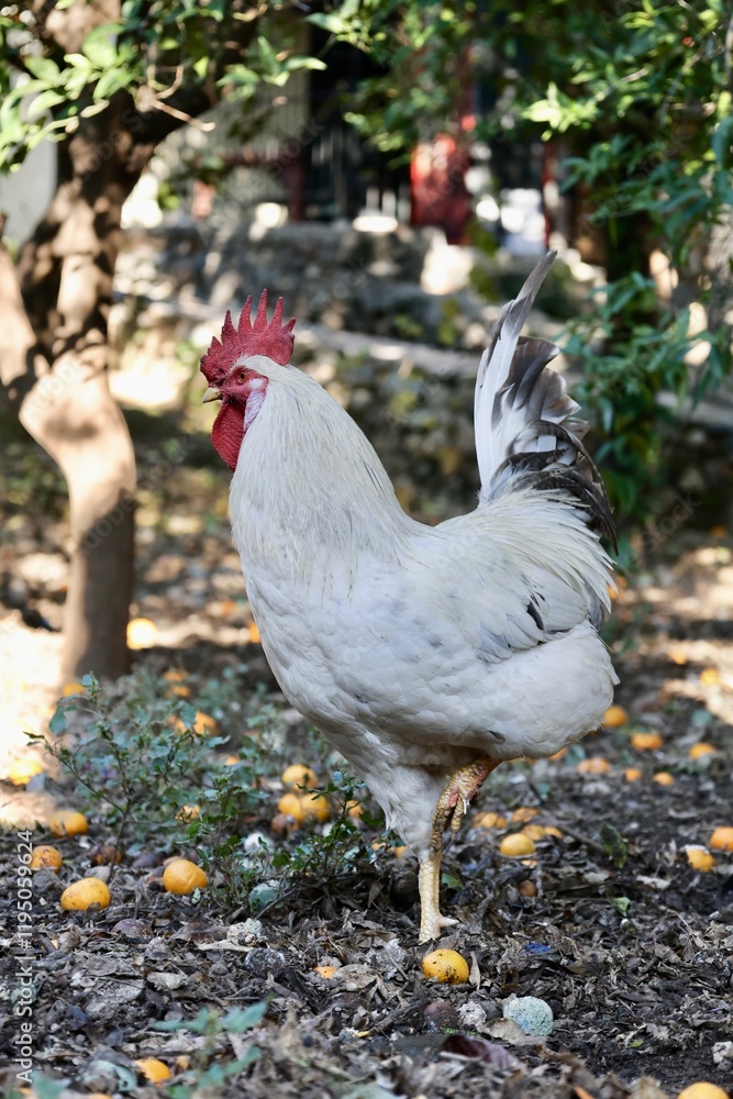 Fototapeta premium Rooster orange ground. High quality photo