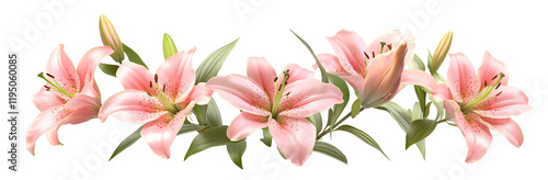 Pink Lily Flowers Isolated on White Background