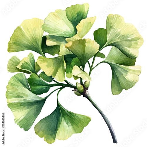 A watercolor painting of Ginkgo Biloba, isolated on a white background. Ginkgo Biloba vector.
